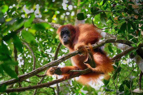 Borneo