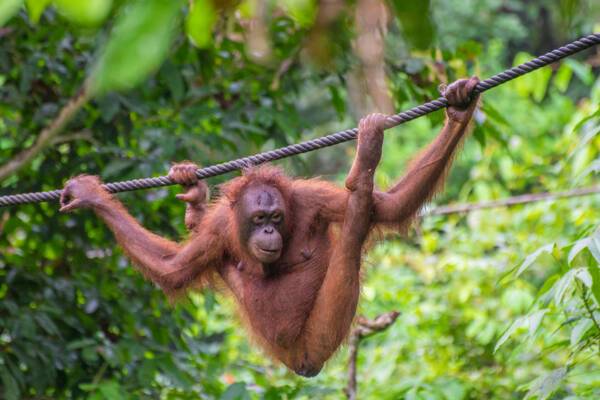 Borneo