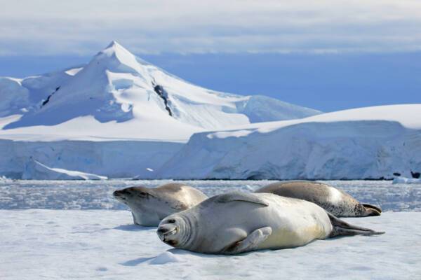 Antarctica