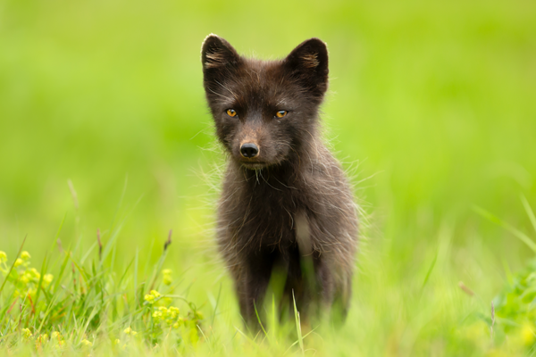 Arctic Fox