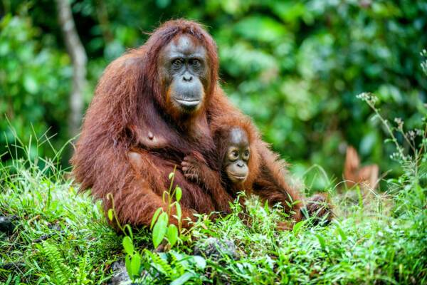 Borneo