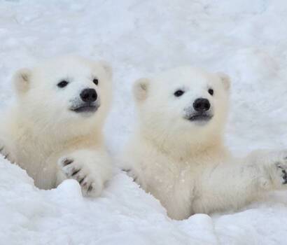 Svalbard