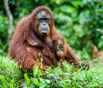 Borneo