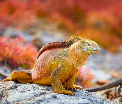 Galapagos