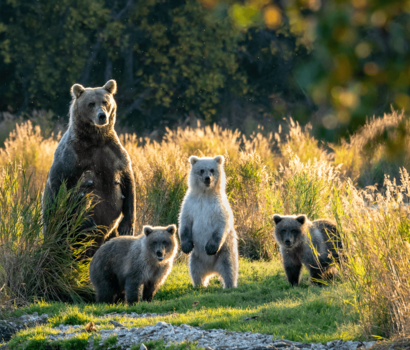 Alaska Bears