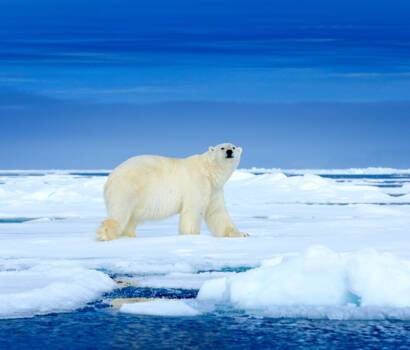 Polar Bear