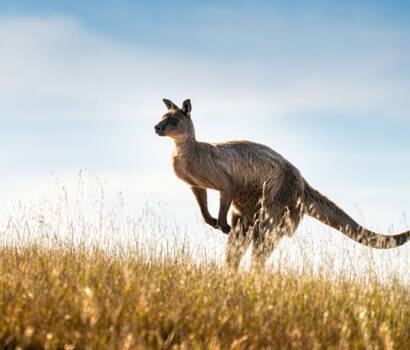Australia